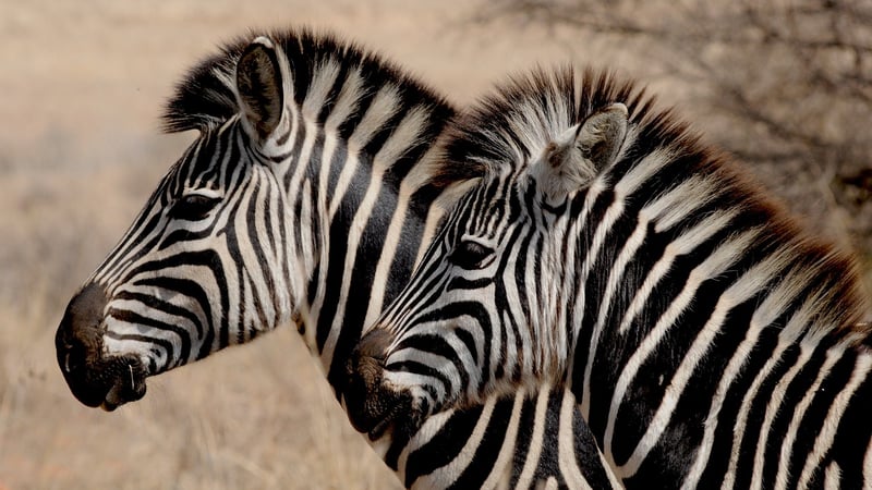 Serengeti Safari